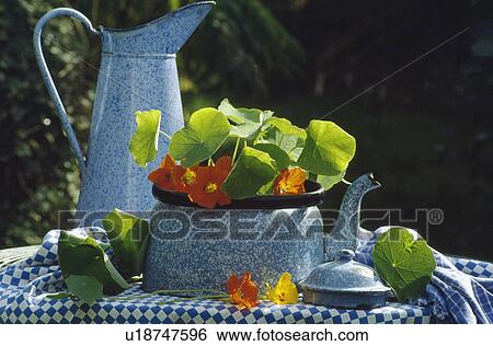 Stock Photograph - Still-Life of orange nasturtiums in blue enamel teapot on table with blue enamel jug and blue checked cloth. Fotosearch