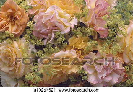 Still-Life of pale pink and peach roses with alchemilla mollis View Large Photo Image Stock Image - Still-Life of pale pink and peach roses with alchemilla mollis. Fotosearch