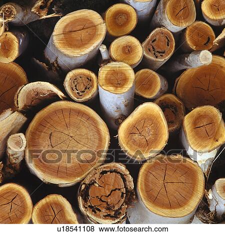 Still-Life of pile of sawn logs viewed from above View Large Photo Image Stock Photo - Still-Life of pile of sawn logs viewed from above. Fotosearch