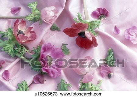 Still-Life of pink and red anemone flowers on pink silk fabric View Large Photo Image Stock Image - Still-Life of pink and red anemone flowers on pink silk fabric. Fotosearch