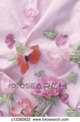 Still-Life of pink and red anemone flowers on pink silk fabric View Large Photo Image Stock Image - Still-Life of pink and red anemone flowers on pink silk fabric. Fotosearch