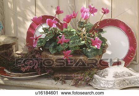 Still-Life of pink cyclamen in wooden bowl with red+white plates View Large Photo Image Stock Image - Still-Life of pink cyclamen in wooden bowl with red+white plates. Fotosearch