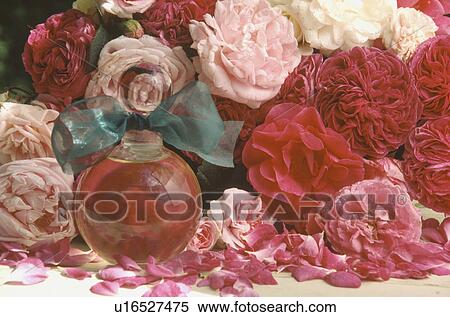 Stock Photography - Still-Life of red and pink roses with perfume bottle. Fotosearch