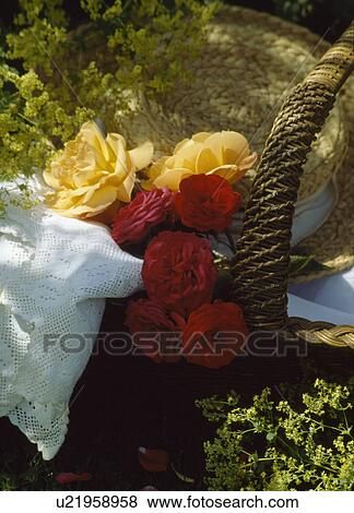 Stock Photo - Still-Life of red and yellow roses in wicker basket with lace-edged handkerchief. Fotosearch