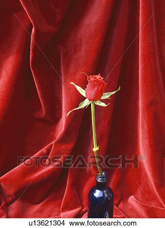Picture - Still-Life of single red rose in blue glass bottle against red velvet fabric. Fotosearch