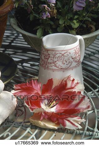Still-Life of single red tulip beside white+red jug on metal table View Large Photo Image Stock Photo - Still-Life of single red tulip beside white+red jug on metal table. Fotosearch