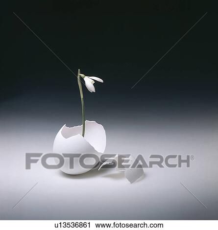 Still-Life of single white snowdrop in eggshell View Large Photo Image Stock Image - Still-Life of single white snowdrop in eggshell. Fotosearch