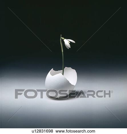 Stock Photo - Still-Life of single white snowdrop in eggshell. Fotosearch