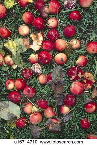 Still-Life of small red crab-apples on grass View Large Photo Image Stock Image - Still-Life of small red crab-apples on grass. Fotosearch