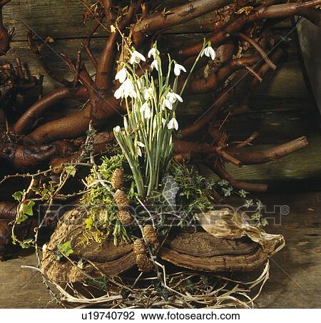 Still-Life of snowdrops and ivy planted in rustic log View Large Photo Image Stock Image - Still-Life of snowdrops and ivy planted in rustic log. Fotosearch
