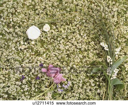 Still-life of sprays of fresh flowers on background of arenaria flowers View Large Photo Image Stock Photography - Still-life of sprays of fresh flowers on background of arenaria flowers. Fotosearch