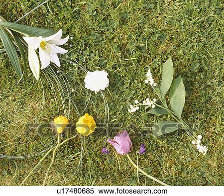 Still-life of sprays of fresh flowers on background of grass View Large Photo Image Stock Photography - Still-life of sprays of fresh flowers on background of grass. Fotosearch