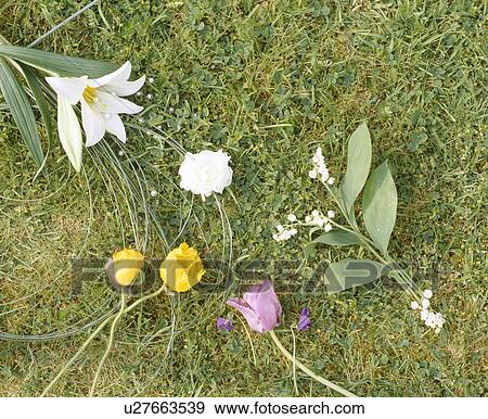 Still-life of sprays of single flowers on background of grass View Large Photo Image Stock Photo - Still-life of sprays of single flowers on background of grass. Fotosearch