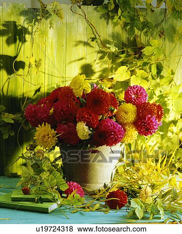 Still-Life of yellow and pink dahlias in cream pot with hop vines View Large Photo Image Stock Photo - Still-Life of yellow and pink dahlias in cream pot with hop vines. Fotosearch