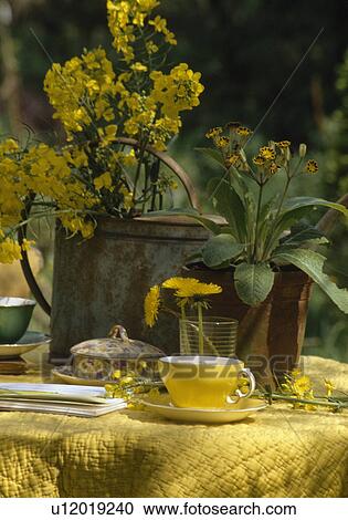 Still-Life of yellow cup and saucer on yellow quilted cloth with yellow wallflowers in jug beside pot of yellow primroses View Large Photo Image Stock Image - Still-Life of yellow cup and saucer on yellow quilted cloth with yellow wallflowers in jug beside pot of yellow primroses. Fotosearch