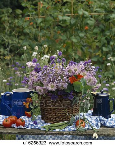 Still-Life pink daisies and blue cornflowers in basket on garden table View Large Photo Image Stock Image - Still-Life pink daisies and blue cornflowers in basket on garden table . Fotosearch