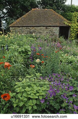 Stone garden building behind a deep late spring perennial border with oriental poppies, hardy geraniums and campanula. View Large Photo Image Stock Image - Stone garden building behind a deep late spring perennial border with oriental poppies, hardy geraniums and campanula.. Fotosearch