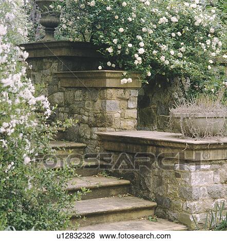 Stock Photo - Stone steps and walls with white climbing roses in country garden in summer. Fotosearch