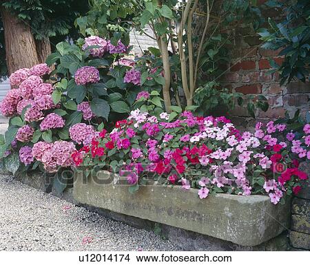 Stone trough with busy lizzies next to a pink mophead hydrangea by a gravel path View Large Photo Image Picture - Stone trough with busy lizzies next to a pink mophead hydrangea by a gravel path . Fotosearch