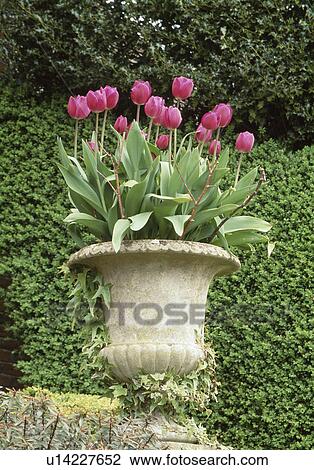 . Stone urn with pink tulips View Large Photo Image Stock Image - . Stone urn with pink tulips. Fotosearch