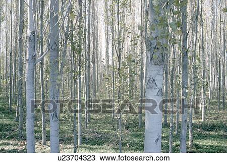 Straight lines of silver birch trees in woodland View Large Photo Image Stock Image - Straight lines of silver birch trees in woodland. Fotosearch