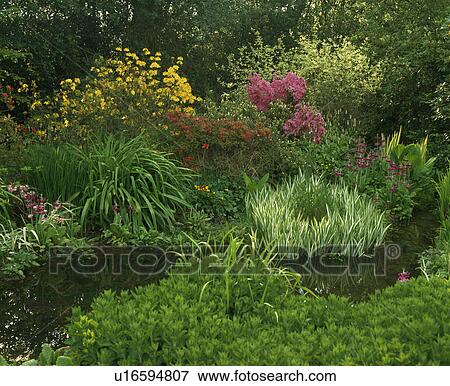 Stream edged with primulas, bistort, grasses and azeleas. View Large Photo Image Stock Photo - Stream edged with primulas, bistort, grasses and azeleas.. Fotosearch