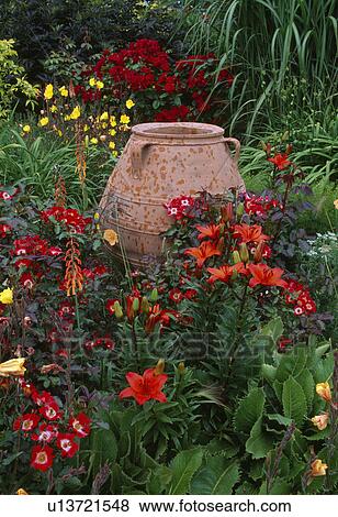 Terracotta urn surrounded with a dense planting of orange liliies and evening primrose. View Large Photo Image Stock Photo - Terracotta urn surrounded with a dense planting of orange liliies and evening primrose.. Fotosearch