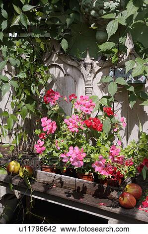 Tray of pink and red geraniums on wooden pew bench waiting for planting. View Large Photo Image Stock Image - Tray of pink and red geraniums on wooden pew bench waiting for planting.. Fotosearch