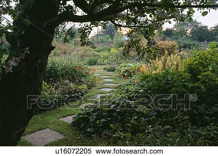 Tree Above Paving Stones In Grass Path Through Borders In Large Garden In Late Summer Stock Photography U Fotosearch