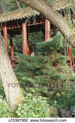 Tree trunks and small conifer tree in front of red oriental-style summerhouse View Large Photo Image Stock Image - Tree trunks and small conifer tree in front of red oriental-style summerhouse. Fotosearch