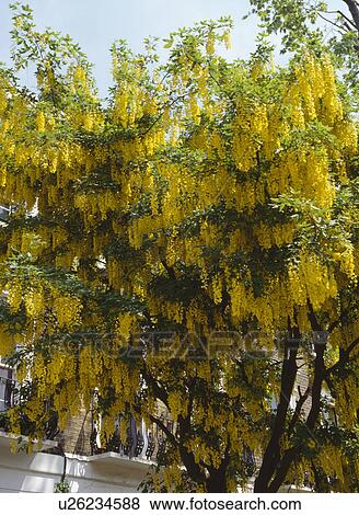 Underneath a laburnum in full flower. View Large Photo Image Stock Photo - Underneath a laburnum in full flower.. Fotosearch