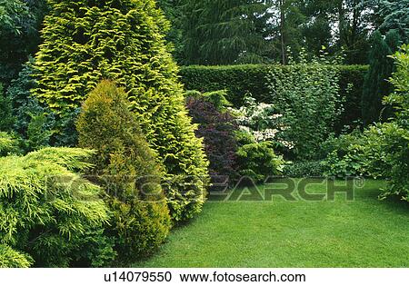 Stock Image - Variety of conifers in shrub border in country garden with lawn. Fotosearch