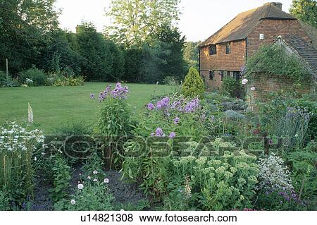 View of suburban garden-lawn with late summer perennial border of sedums and phlox. View Large Photo Image Stock Photo - View of suburban garden-lawn with late summer perennial border of sedums and phlox.. Fotosearch