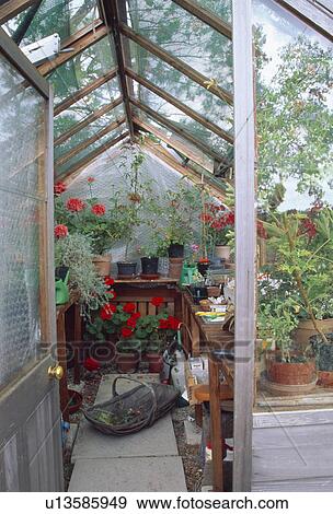 View through open door of greenhouse to red geraniums on shelves and wooden trug on floor View Large Photo Image Stock Photo - View through open door of greenhouse to red geraniums on shelves and wooden trug on floor. Fotosearch
