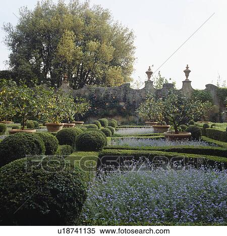 Walled Italian parterre garden with forget-me-nots in beds edged with clipped box hedges and box balls View Large Photo Image Stock Photography - Walled Italian parterre garden with forget-me-nots in beds edged with clipped box hedges and box balls. Fotosearch
