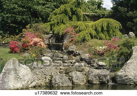 Waterfall bordered with azeleas and overhung by a weeping cedar, View Large Photo Image Stock Image - Waterfall bordered with azeleas and overhung by a weeping cedar, . Fotosearch