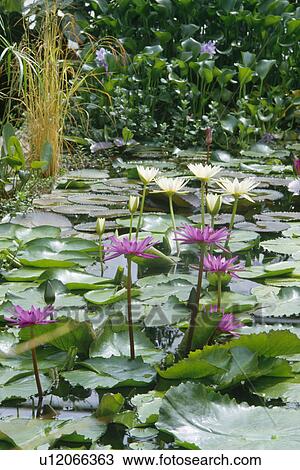 Waterlilys, Oxford Botanic Gardens. View Large Photo Image Stock Image - Waterlilys, Oxford Botanic Gardens. . Fotosearch