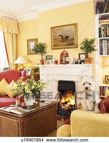 West Highland Terrier dog sitting on sofa in yellow living room View Large Photo Image Picture - West Highland Terrier dog sitting on sofa in yellow living room. Fotosearch