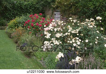 White and red shrub roses and blue salvias in large garden border in summer View Large Photo Image Stock Image - White and red shrub roses and blue salvias in large garden border in summer. Fotosearch