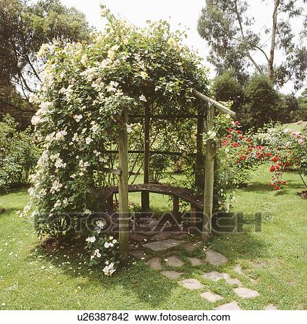White climbing roses on rustic wooden arbour in country garden in summer View Large Photo Image Stock Image - White climbing roses on rustic wooden arbour in country garden in summer. Fotosearch