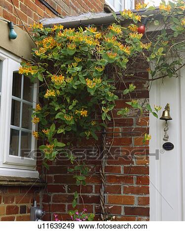 White front door with yellow honeysuckle View Large Photo Image Stock Photo - White front door with yellow honeysuckle. Fotosearch