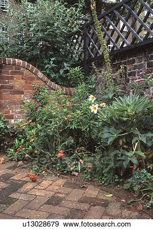 Stock Photo - White lilies and green shrubs in walled townhouse garden old brick paving. Fotosearch