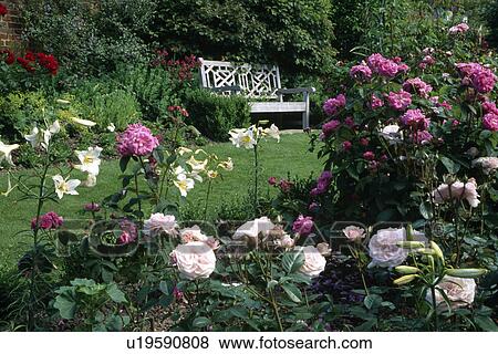 White lilies and pink roses in scented border in country garden in summer View Large Photo Image Stock Photo - White lilies and pink roses in scented border in country garden in summer. Fotosearch