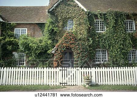 White picket fence in front of traditional old house with ivy covered walls View Large Photo Image Stock Image - White picket fence in front of traditional old house with ivy covered walls. Fotosearch