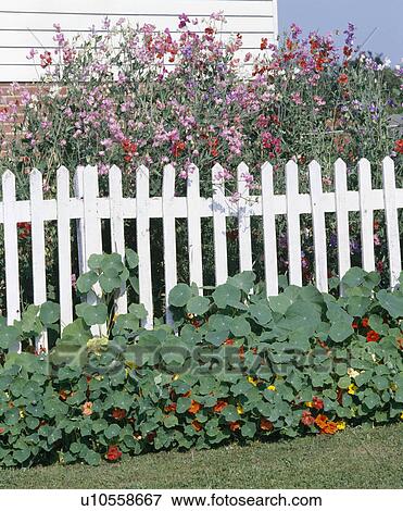 Stock Photo - White picket fence with sweetpeas and nasturtiums.. Fotosearch