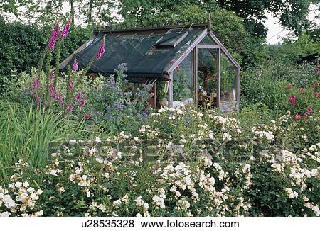 White roses and pink foxgloves in summer garden border in front of greenhouse View Large Photo Image Stock Photo - White roses and pink foxgloves in summer garden border in front of greenhouse. Fotosearch