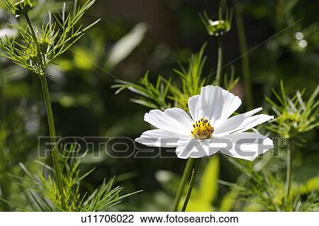 Stock Image - White single daisy type flower in green background.. Fotosearch
