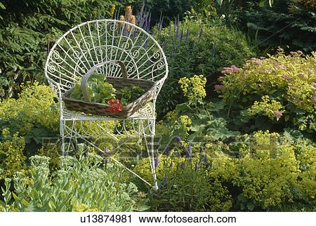 Stock Image - White wirework chair with a trug with lady's mantle, sedums and salvia.. Fotosearch