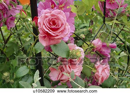 Wide wire mesh fence with climbing rose and shrubby mallow. View Large Photo Image Stock Photo - Wide wire mesh fence with climbing rose and shrubby mallow. . Fotosearch