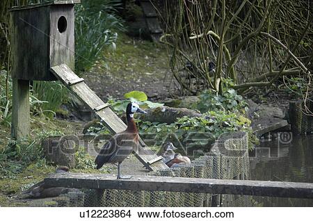 Picture - Wild water bird and ducks near nesting-box by water side.. Fotosearch